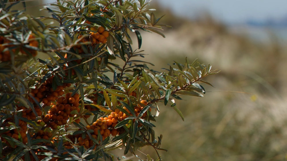 Bright orange sea buckthorn berries on a leafy bush along a sunny coastal dune